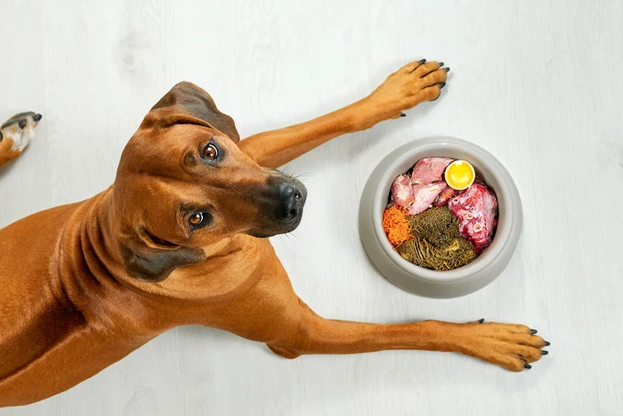The Debate Over Pet Food Freshness The Debate Over Pet Food Freshness